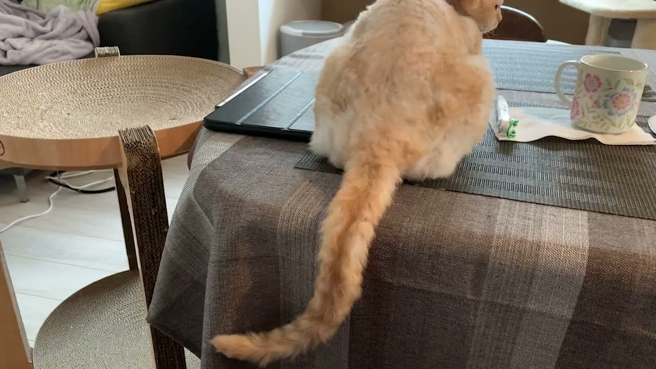 デボンレックス猫が尻尾で何かを語っています(Devon Rex cat telling something with his tail)