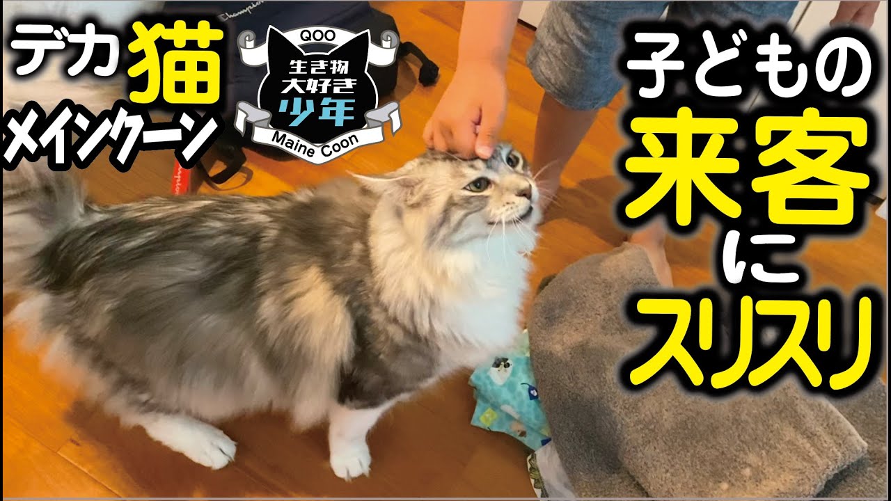 【メインクーン】人見知り大型猫、子どもの来客にスリスリ歓迎？逃げなくなった大進歩！