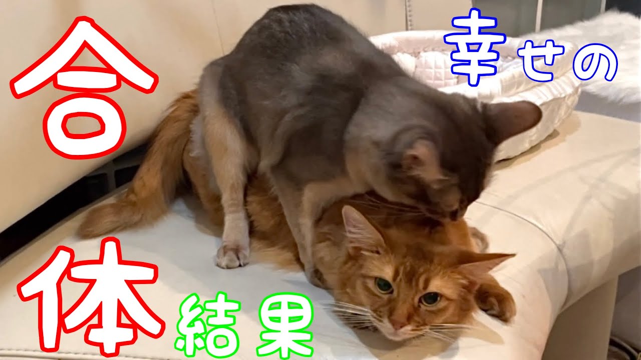 【理解不能】幸せな彼女に蹴飛ばされた瞬間…母は騒然❗️【ソマリ】