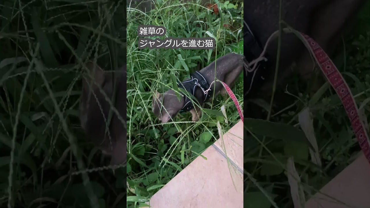 (アビ) 雑草のジャングルを進む猫 #shorts #アビシニアン #猫のいる暮らし #散歩猫