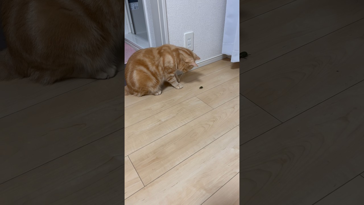 予想通りすぎてwwwww#猫 #ねこのいる生活 #スコティッシュフォールド