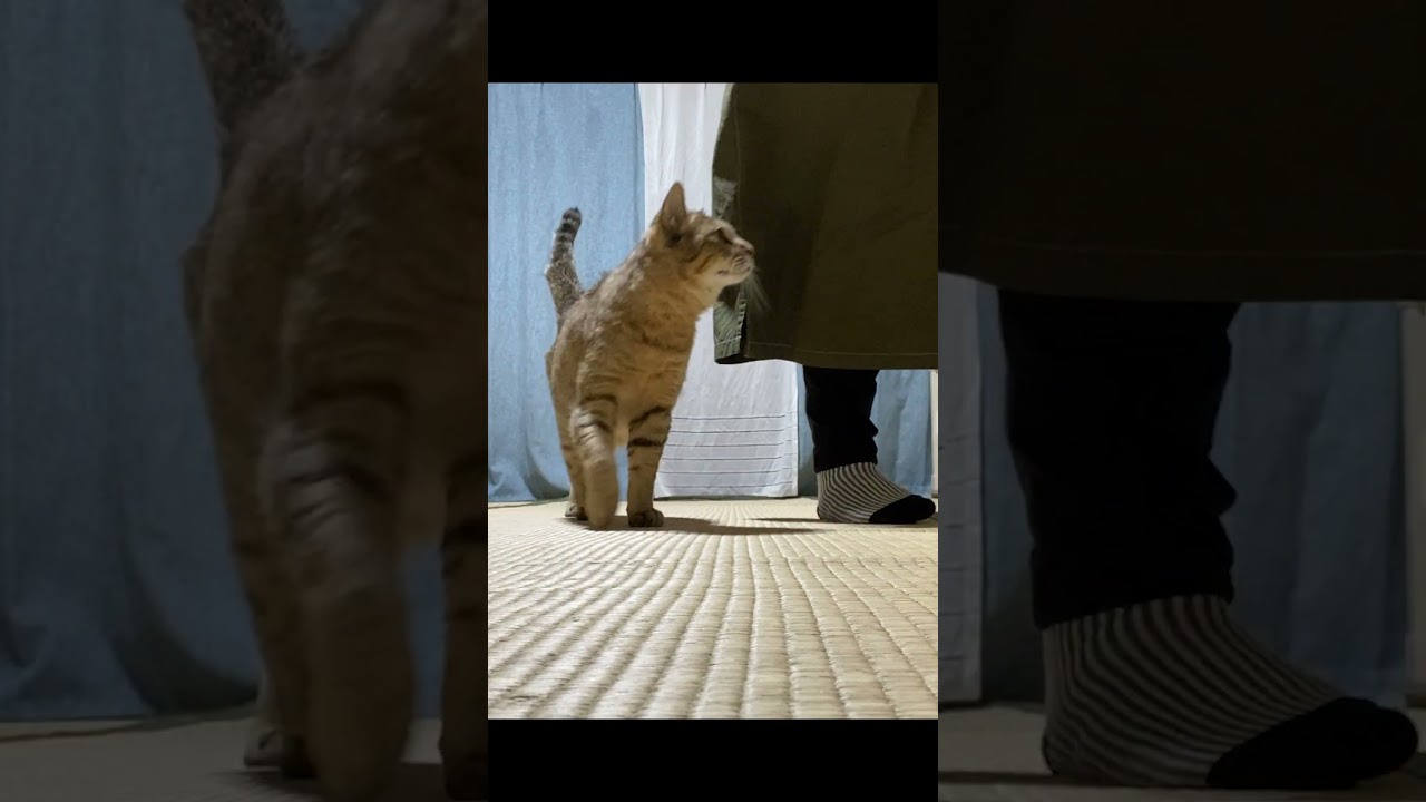 飼い主を母親と思ってる元野良猫はこうなります #shorts  #野良猫 #元野良猫