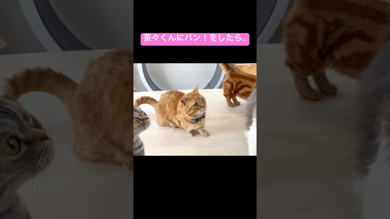 【猫の鳴き声】茶々くんにバン！をしたら... #猫 #マンチカン #shorts