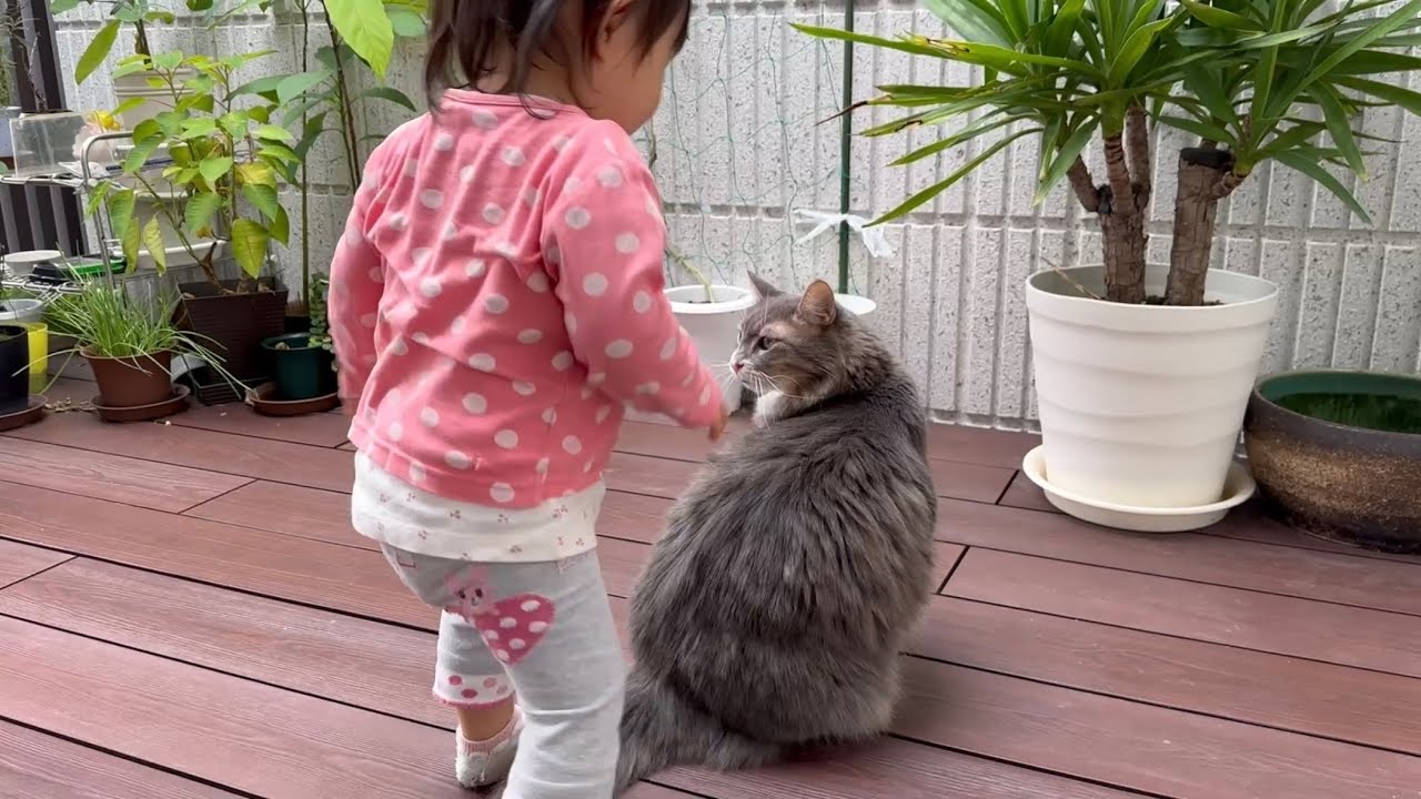 1歳児に何度も触られる猫　ノルウェージャンフォレストキャットA cat that is touched many times. Norwegian Forest Cat.