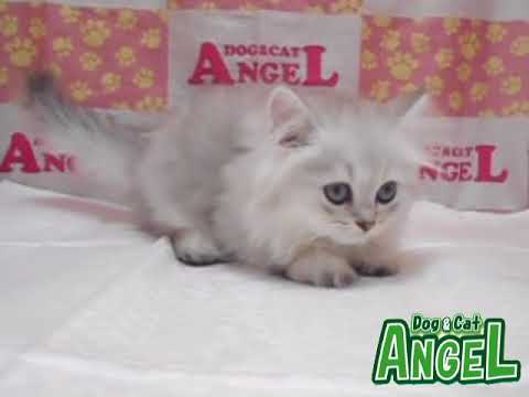 ペルシャ 2208028 【ペットショップエンゼル　子犬・子猫販売】