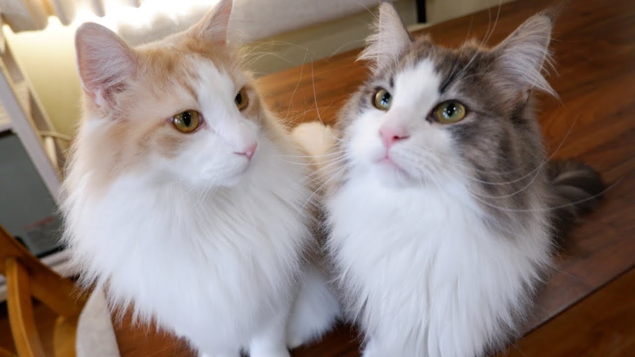 【かわいい】猫じゃらし好きなふたりと遊んでみたwwノルウェージャンフォレストキャット💕