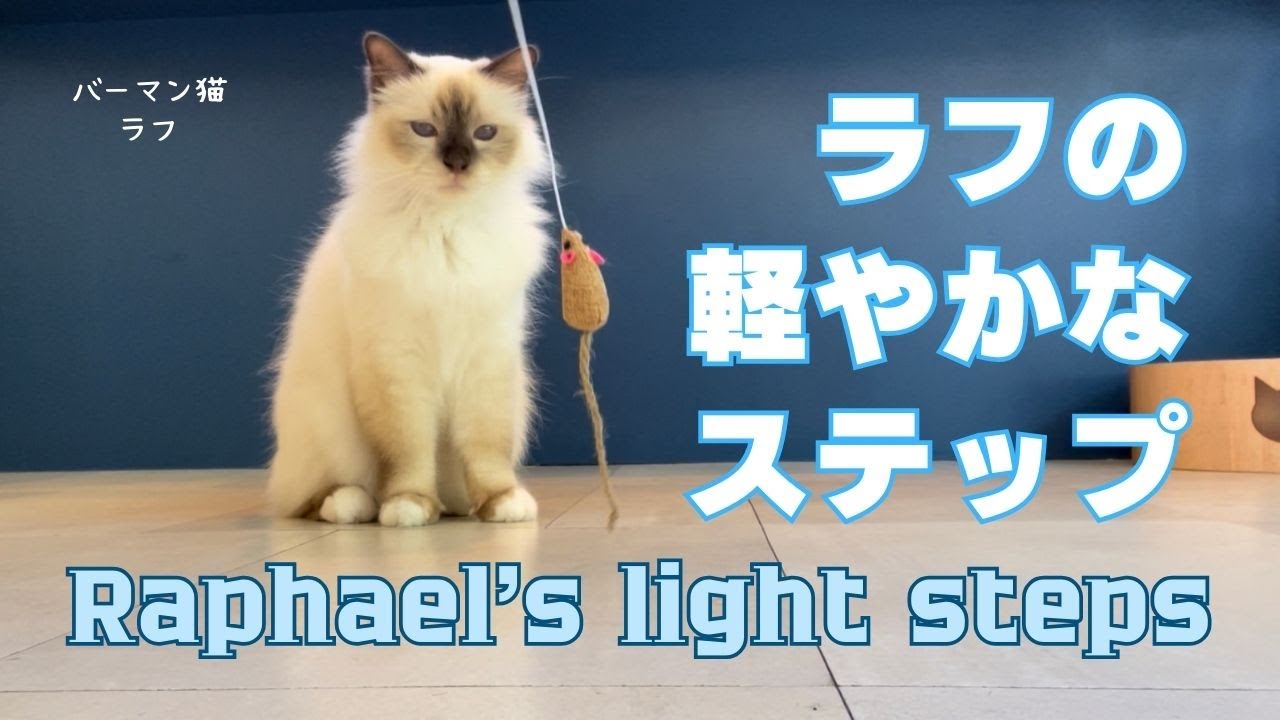 バーマン猫ラフ【ラフの軽やかなステップ】Raphael's light steps（バーマン猫）Birman/Cat