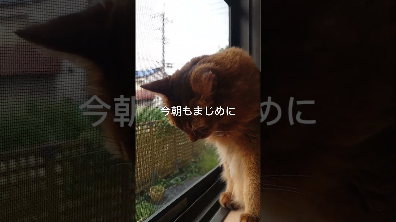 今日もまじめにニャルソック！～ソマリ編～