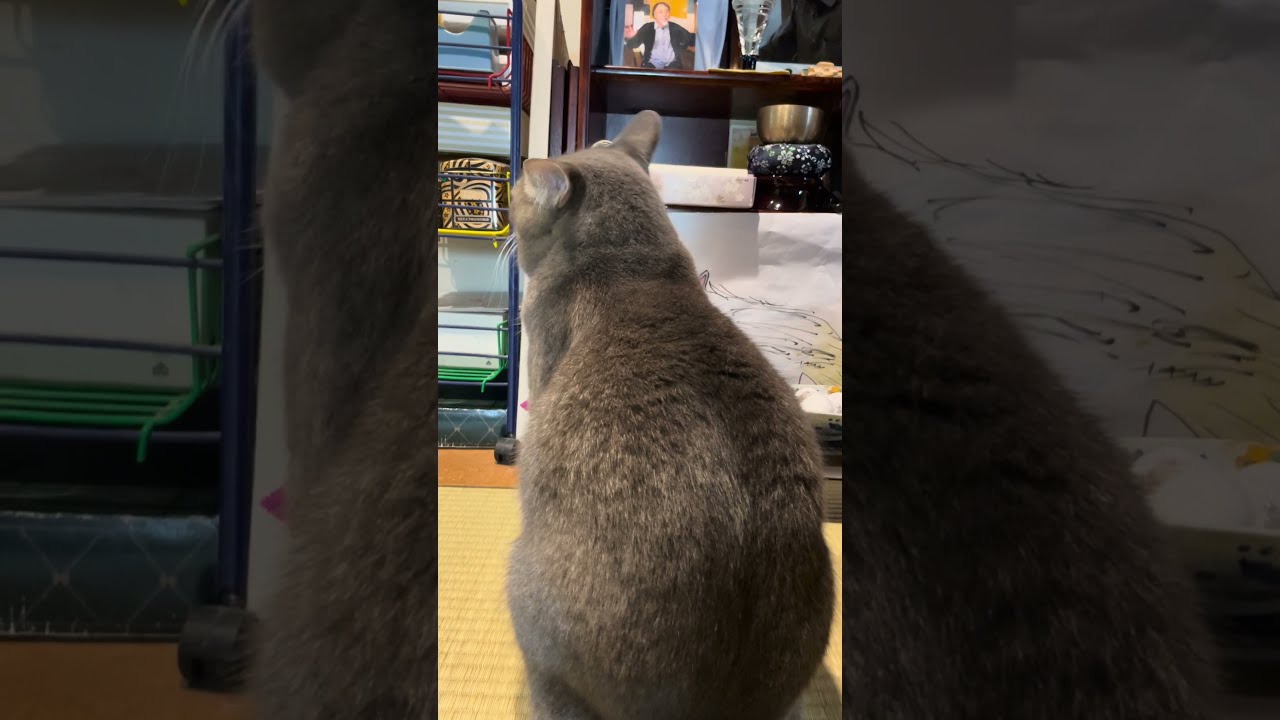 #風の猫　物思いにふけり..　一日何度もお参りする猫…　#shorts