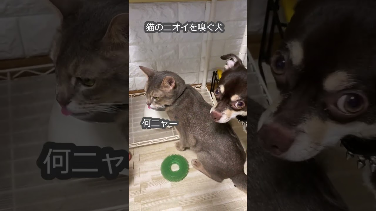 (アビ＆チワワ) 猫の匂いを嗅ぐ犬 #shorts #アビシニアン  #チワワ #猫のいる暮らし