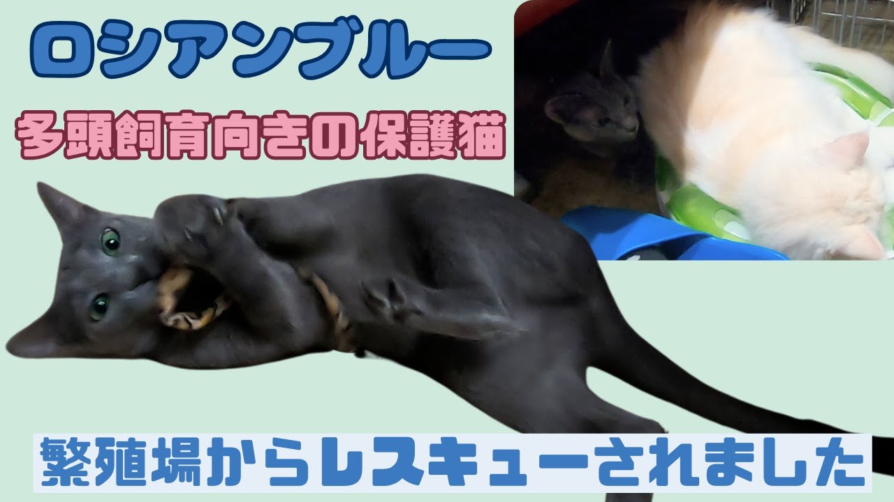繁殖場からレスキューされたロシアンブルー人にも猫にも物怖じしない多頭飼育向き（保護猫カフェ猫の木）十三駅 Russian blue rescue cat