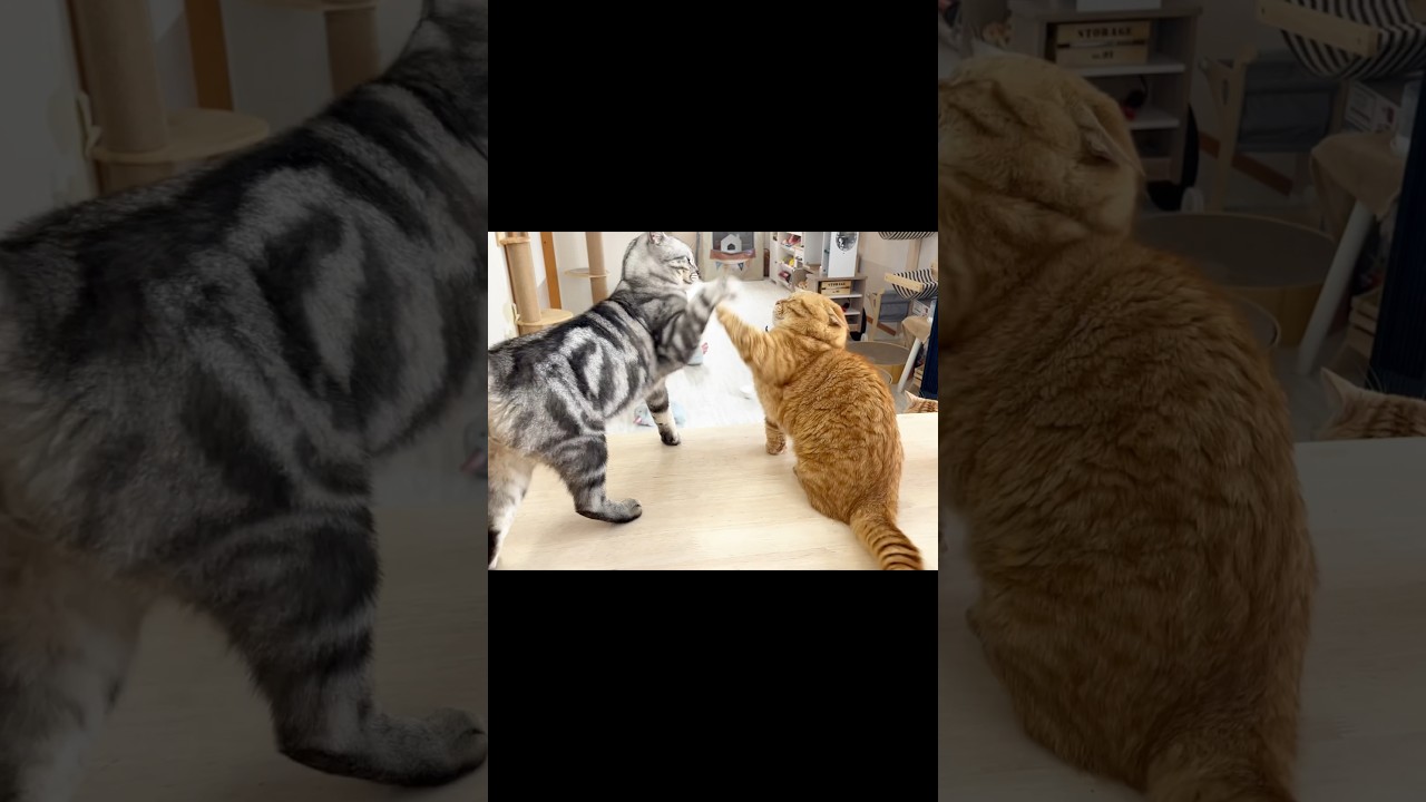 息子が僕に手加減しすぎるのでちょっかいがなんか新しいあいさつみたいになった #猫 #マンチカン #shorts