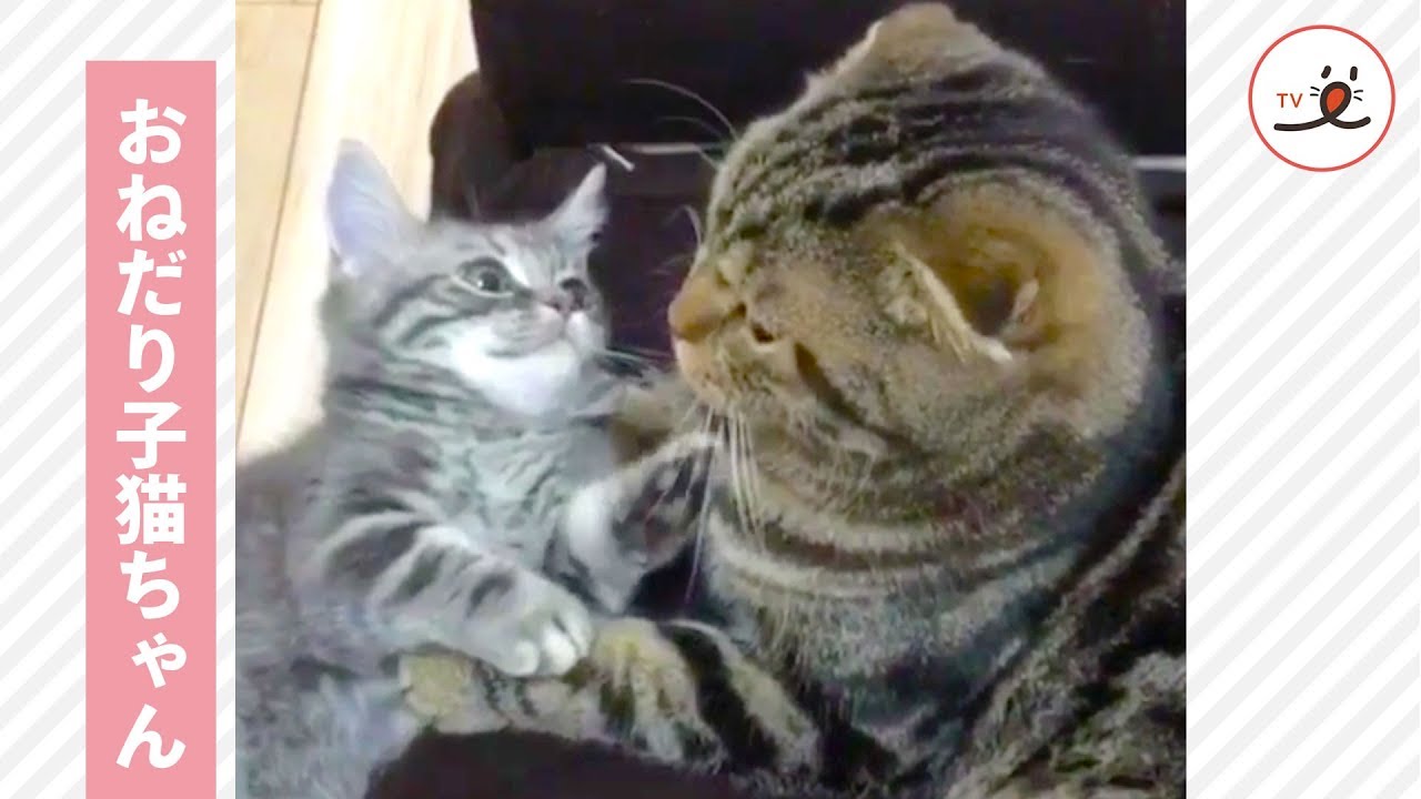 肉球で、ちょんちょん💖 「抱っこして」とおねだりする子猫ちゃん😻【PECO TV】