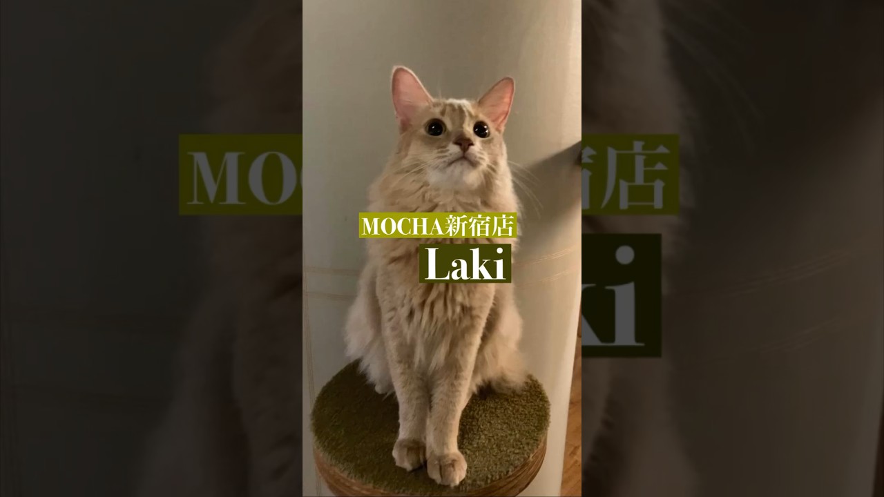 今日の猫カフェにゃんこ　🐱Laki🐱　(ソマリ♂)　#猫カフェモカラウンジ新宿店　2023/8/14撮影　#cat　#ねこ 　#にゃんこ　#ねこカフェ