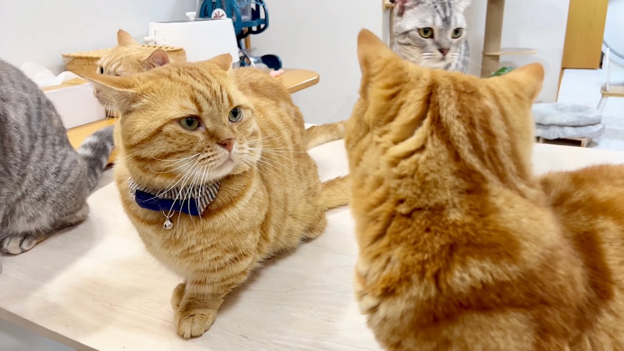 パパ猫に本気で反撃しない息子と絶対反撃しない息子 #猫 #マンチカン