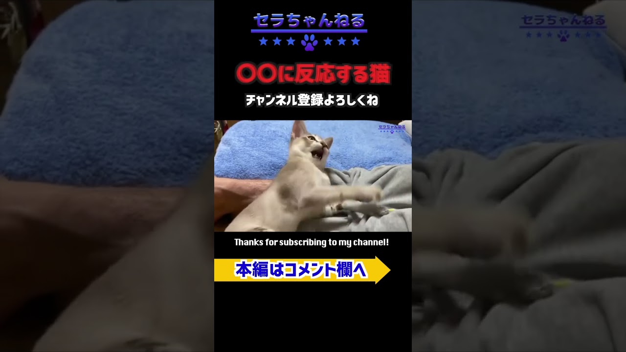 ○○に反応する猫#kitten #cat #pets #shorts #子猫 #animals #シンガプーラ #singapura