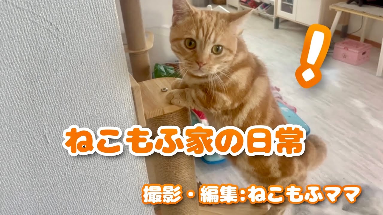 ねこもふ家の日常 vol.3 #猫 #マンチカン
