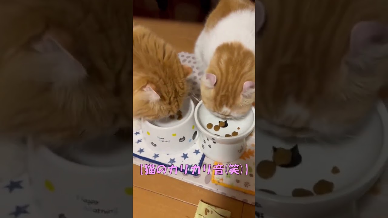猫のカリカリ音(笑) #shorts  #猫 #アメリカンカール #cat