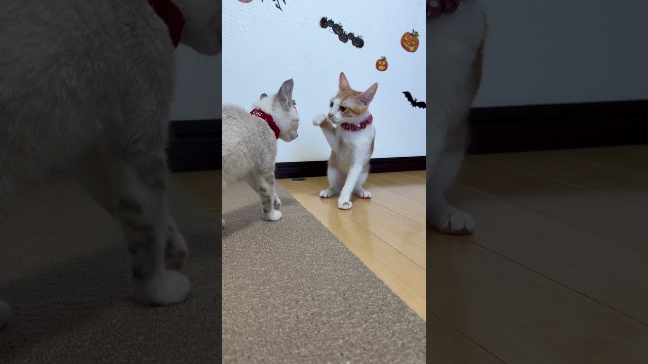 【保護 シャム猫】子猫のリベンジ❗🍮今度はプリンを食べてやるゾ💨✨イケニャン大地くんを見に来てね💗 / rescued a kitten #shorts #可愛い鳴き声 #保護猫