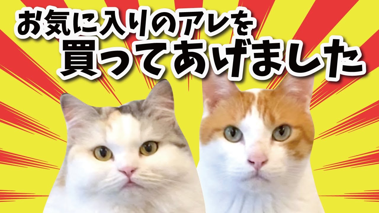 猫たちが大好きなアレを買ってあげたでぇぇ！【関西弁でしゃべる猫】【猫アテレコ】
