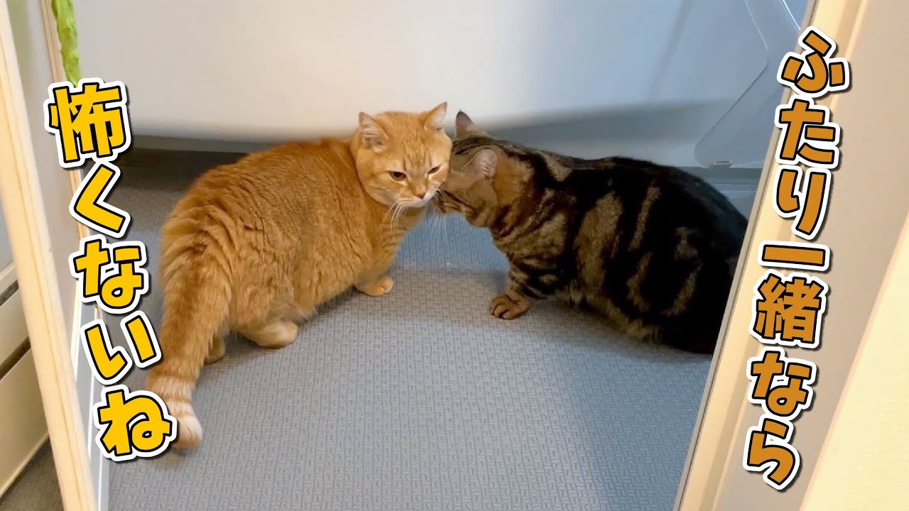 ふたりで苦手なお風呂のパトロールをする猫たちがかわいい！