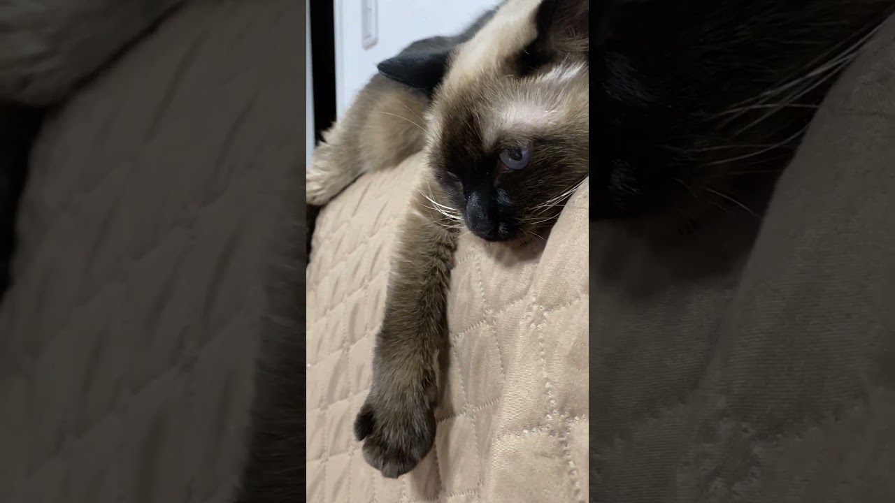 【2023.10.07】今日のシャム猫のふくさん（音無し）【たぬき猫】 #shorts