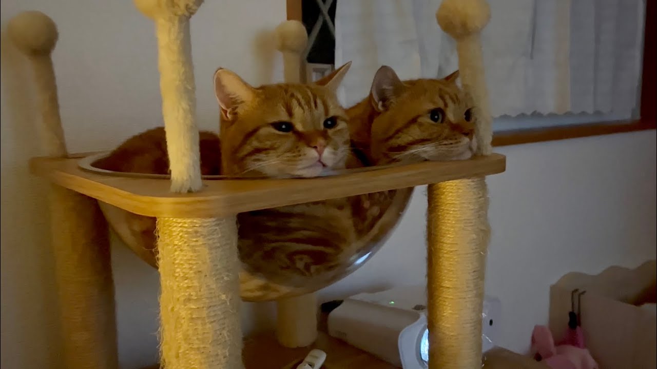 海を眺めるマンチカン親子茶々パパとちゃびくん #猫 #マンチカン