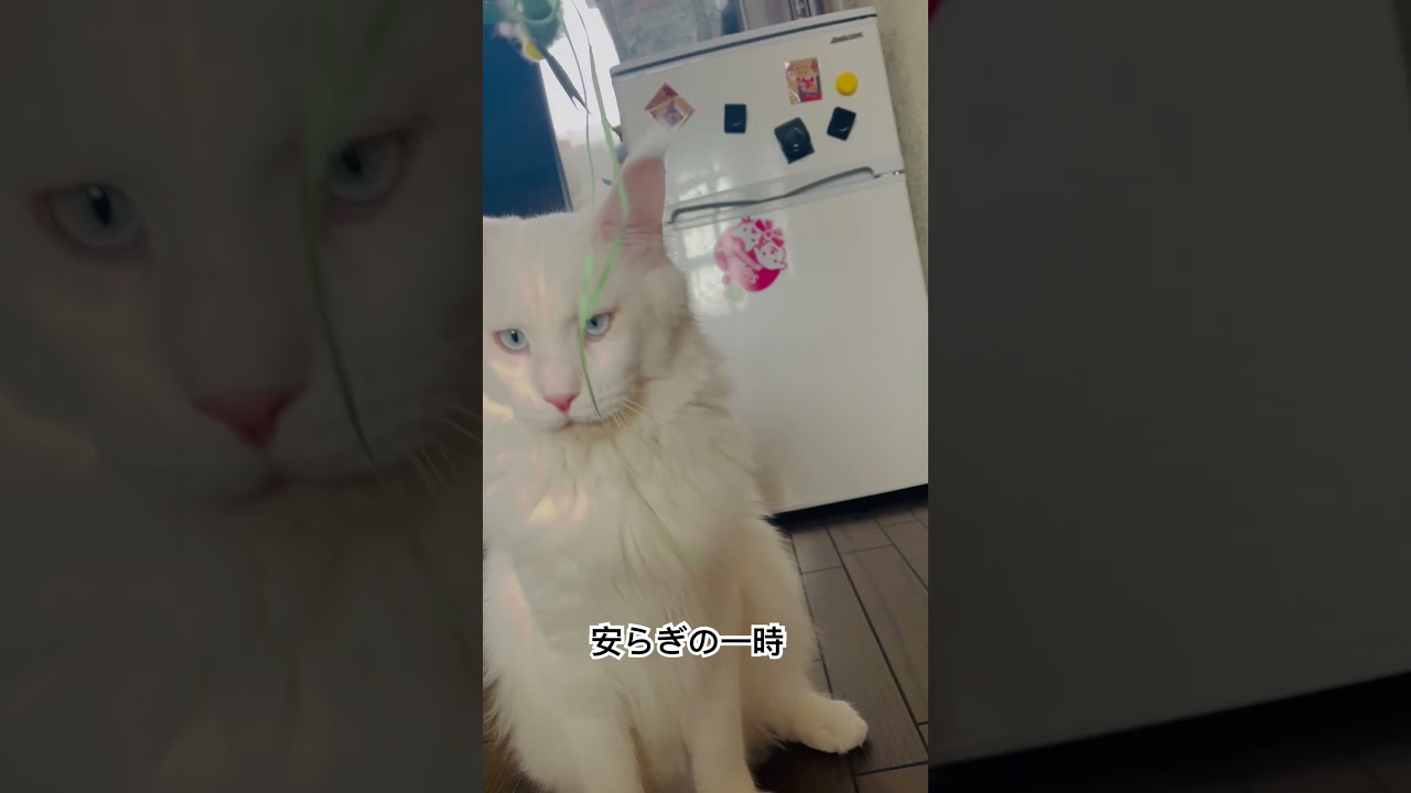 安らぎTime#猫癒し動画 #ねこのいる生活