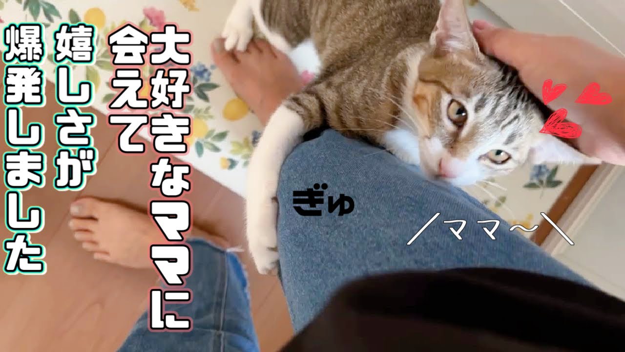 【保護猫】大好きなママが帰ってくると嬉しさが爆発する子猫が可愛すぎます
