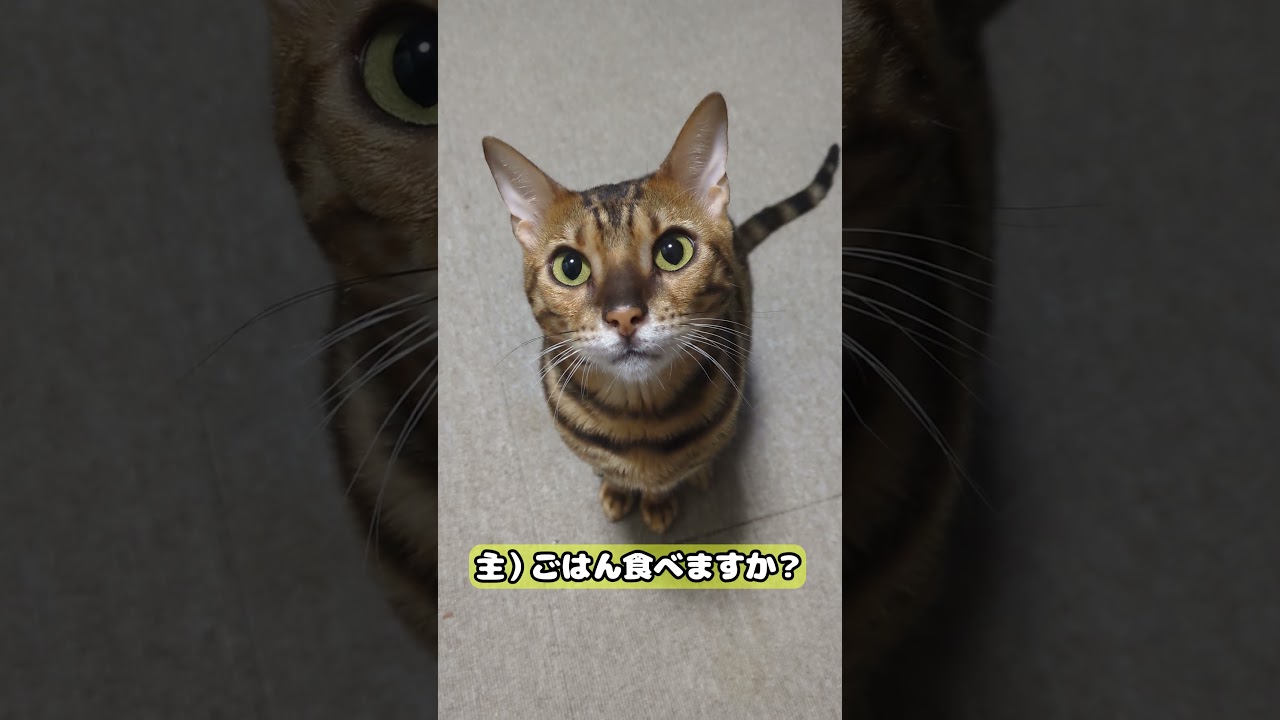 【猫】お返事 #cat #kawaii #ベンガル