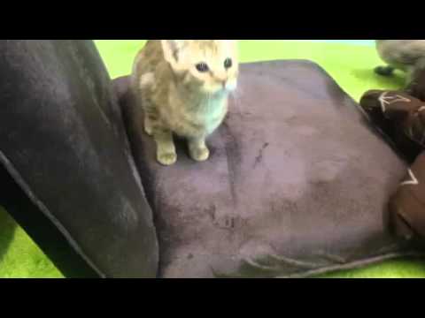 猫じゃらしに向かおうか悩むオシキャットとオリエンタル