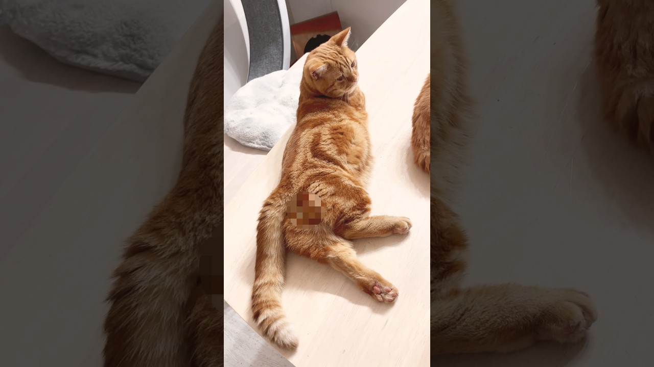 猫のお尻が好きなんだけど... #猫 #マンチカン #shorts