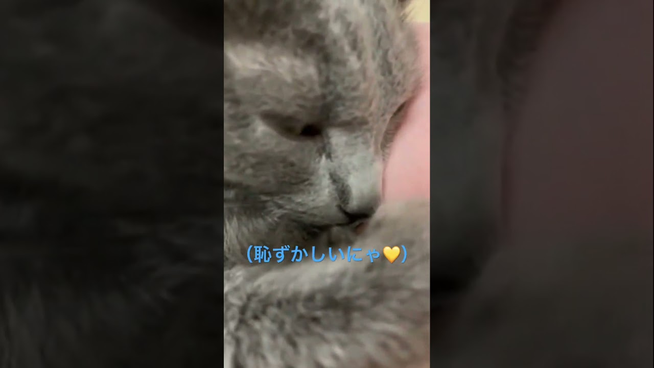 お腹の呼吸さえも可愛い猫（ロシアンブルー）#shorts