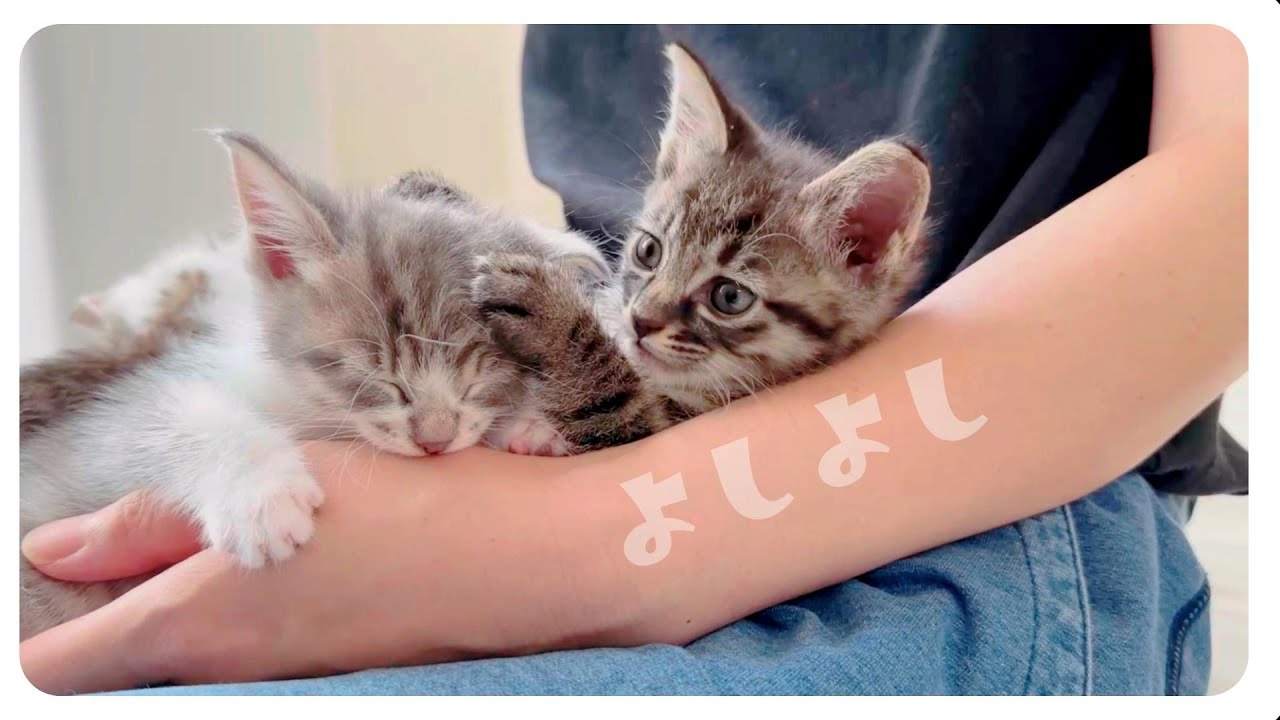 【子猫のミルボラ】自分がかわいいを理解している子猫たちです【保護猫生活24日目】