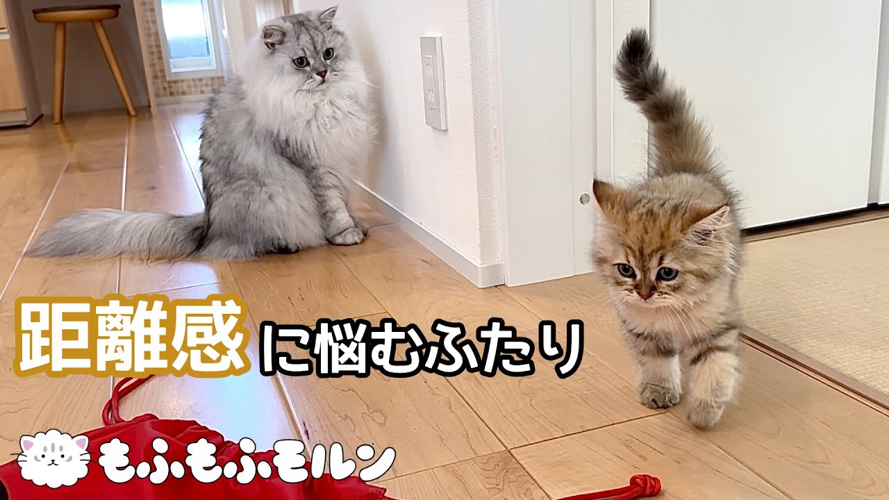 もふもふ猫と子猫の距離は縮まるのでしょうか？（前編）【サイベリアン】