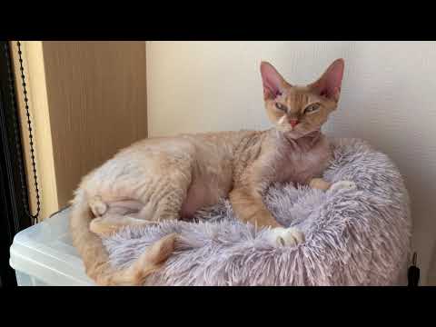 デボンレックス猫が気持ち良さそうにお昼寝しています(Devon Rex cat taking a comfortable nap)