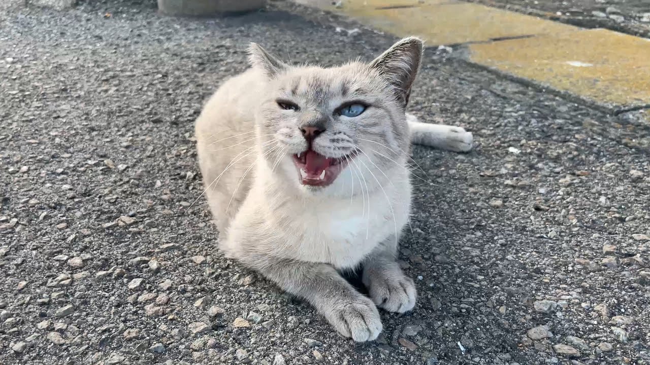 久しぶりに会えたピカチュウみたいな尻尾のシャムミックス猫ちゃん