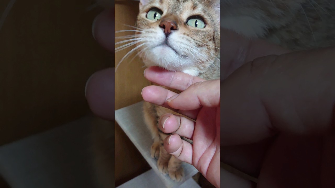 【猫】コピちゃん(長女)ちゃまちゃまタイム☆ 2023/09/29【ベンガル】#shorts