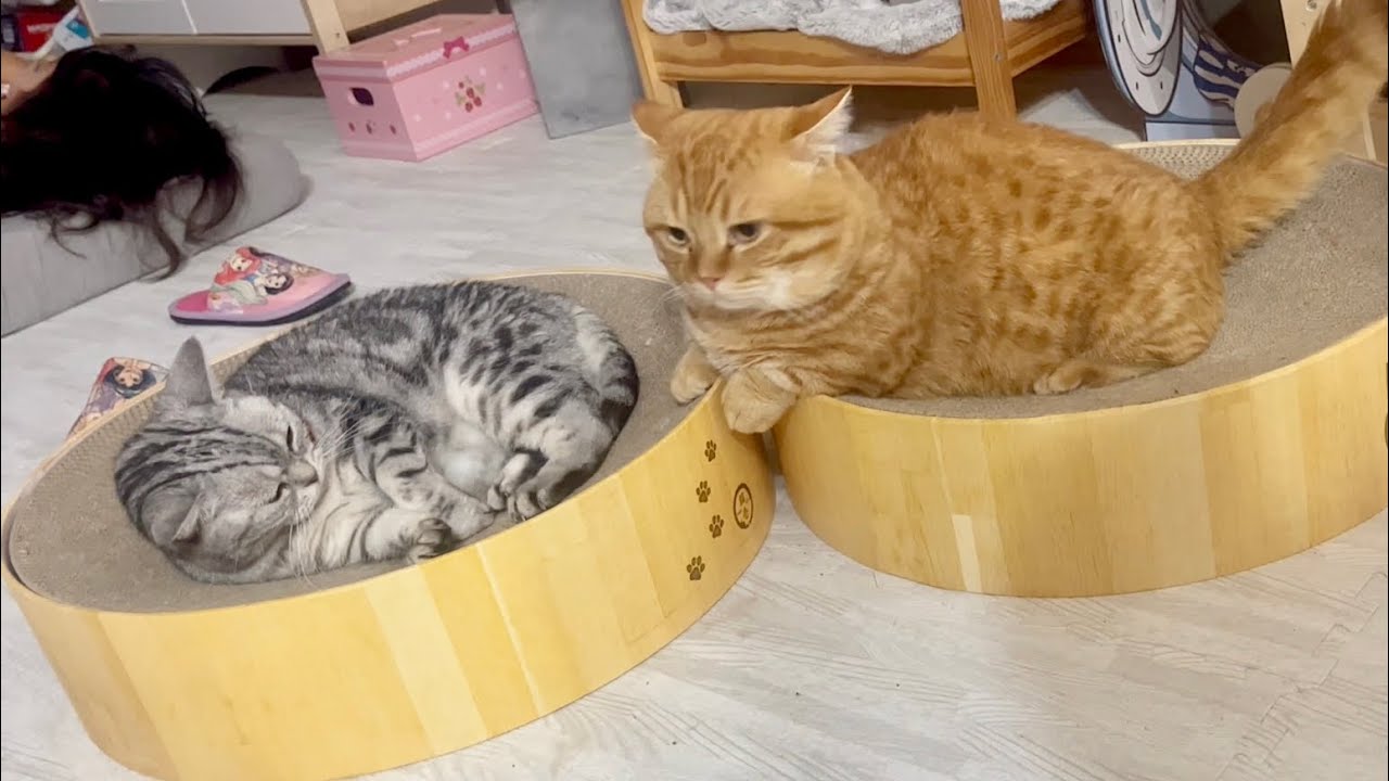 あいちゃんといっしょに寝ようとして怒られちゃったぽちゃくん #猫 #cat #マンチカン