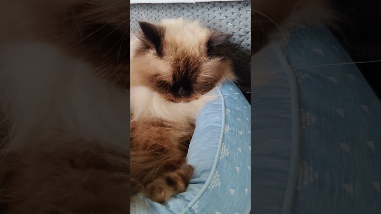 【ヒマラヤン】パン職人現る【ふみふみ】