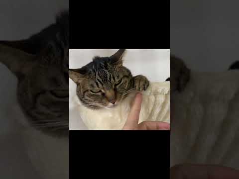 凶暴猫の肉球を触ろうとした結果...