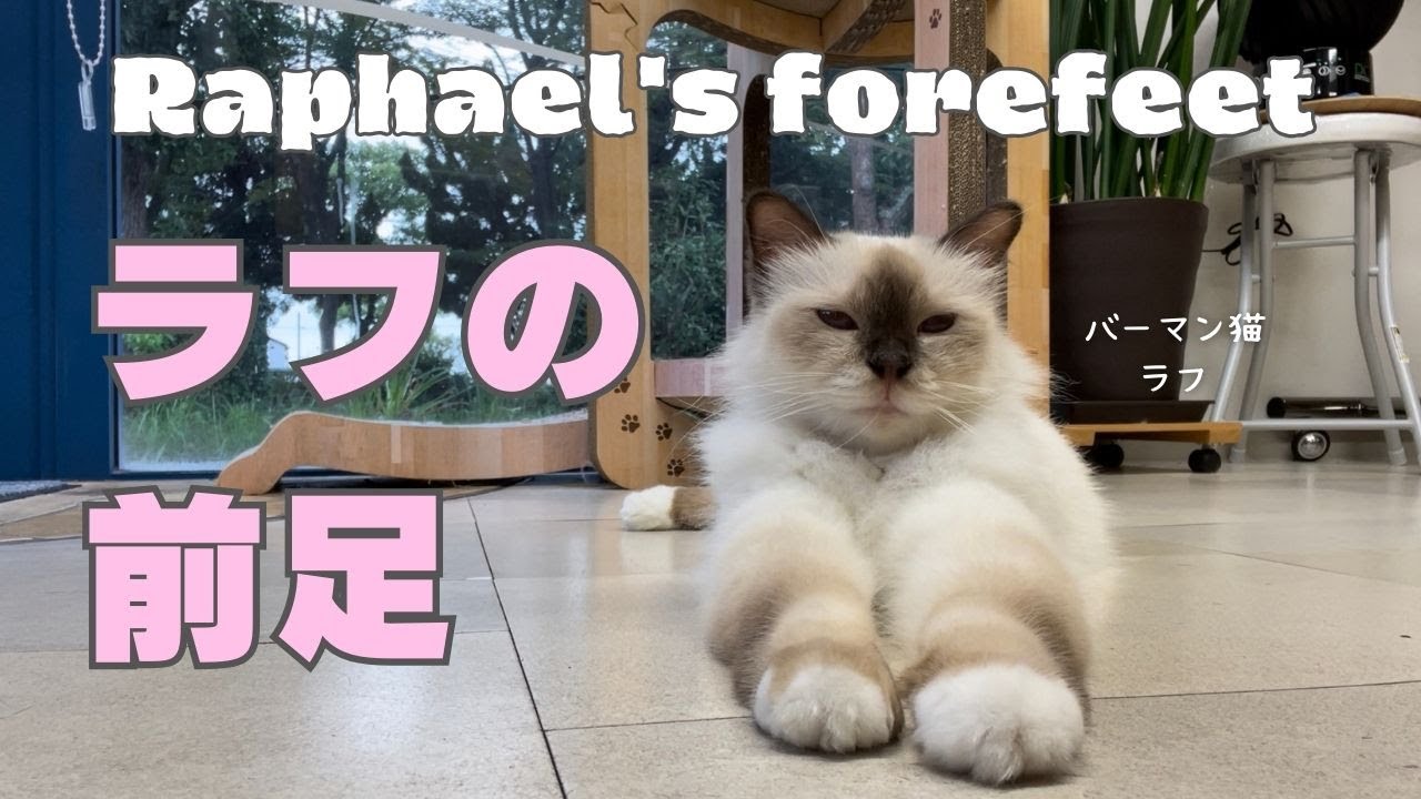 バーマン猫ラフ【ラフの前足】Raphael's forefeet（バーマン猫）Birman/Cat