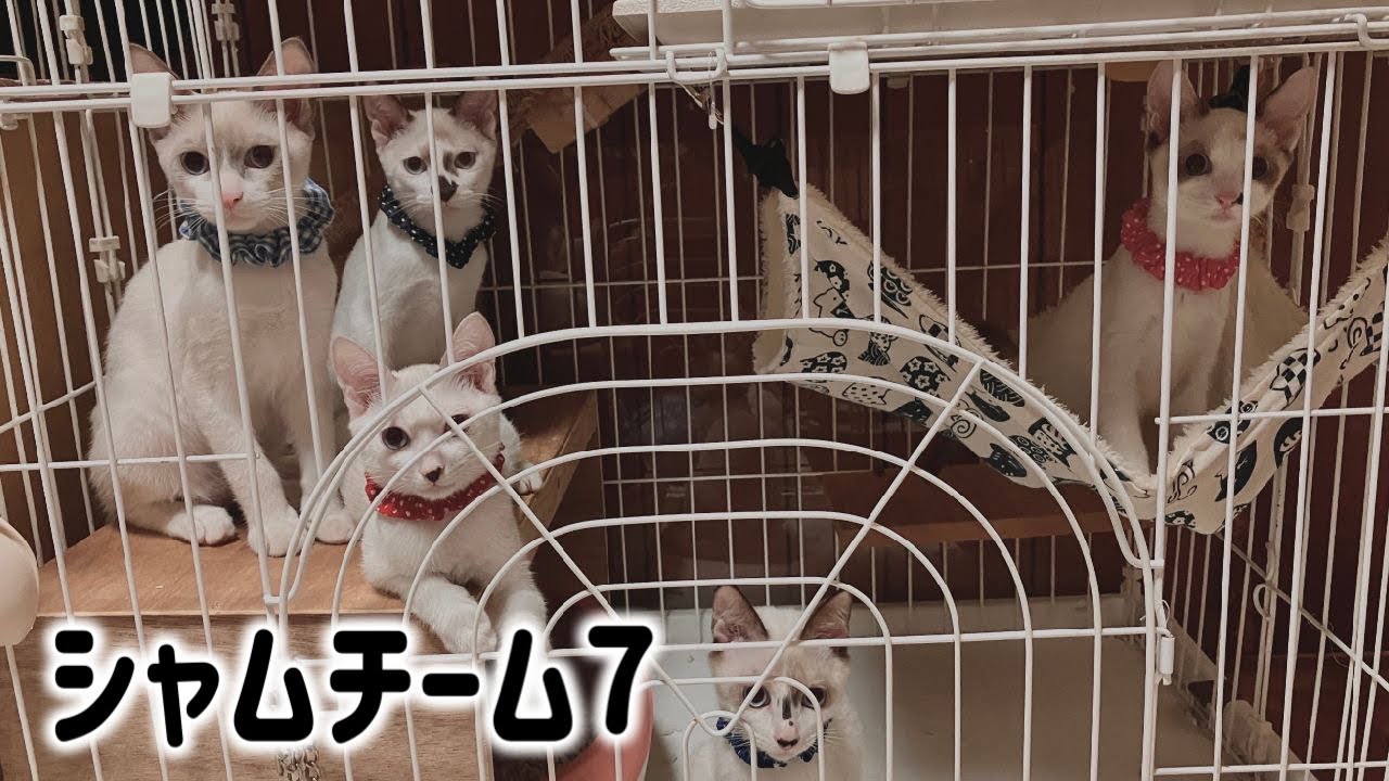 【空輸後の様子】シャム系猫7匹がいる預かりM組のご紹介