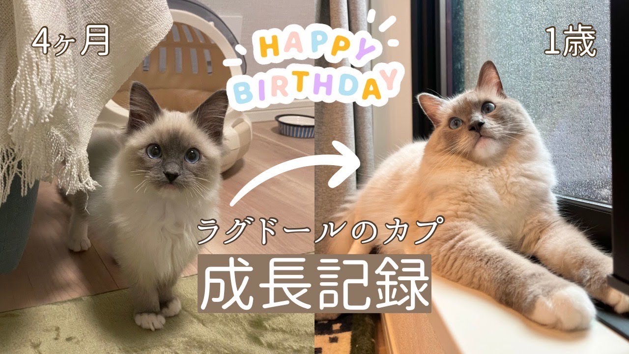 【ラグドール】1歳までの成長記録