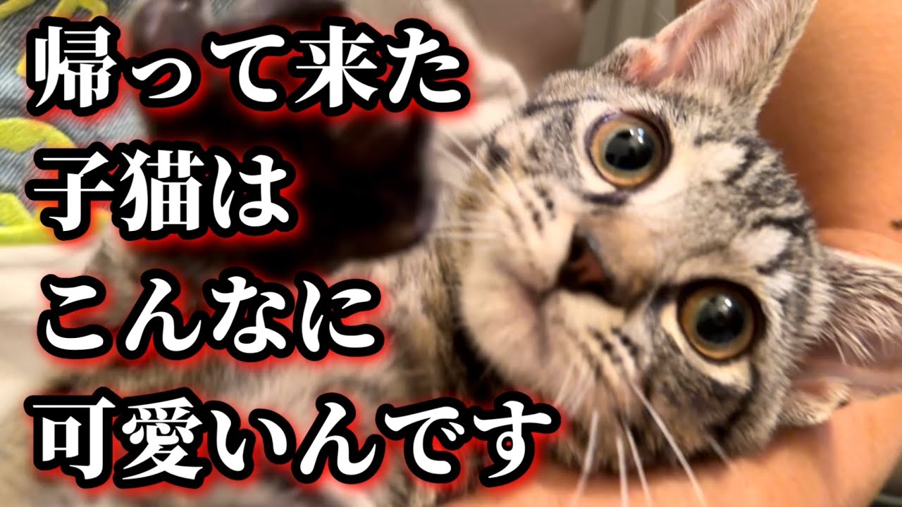 抱っこが出来ないと言われた子猫 実はめちゃお利口さんなんです。