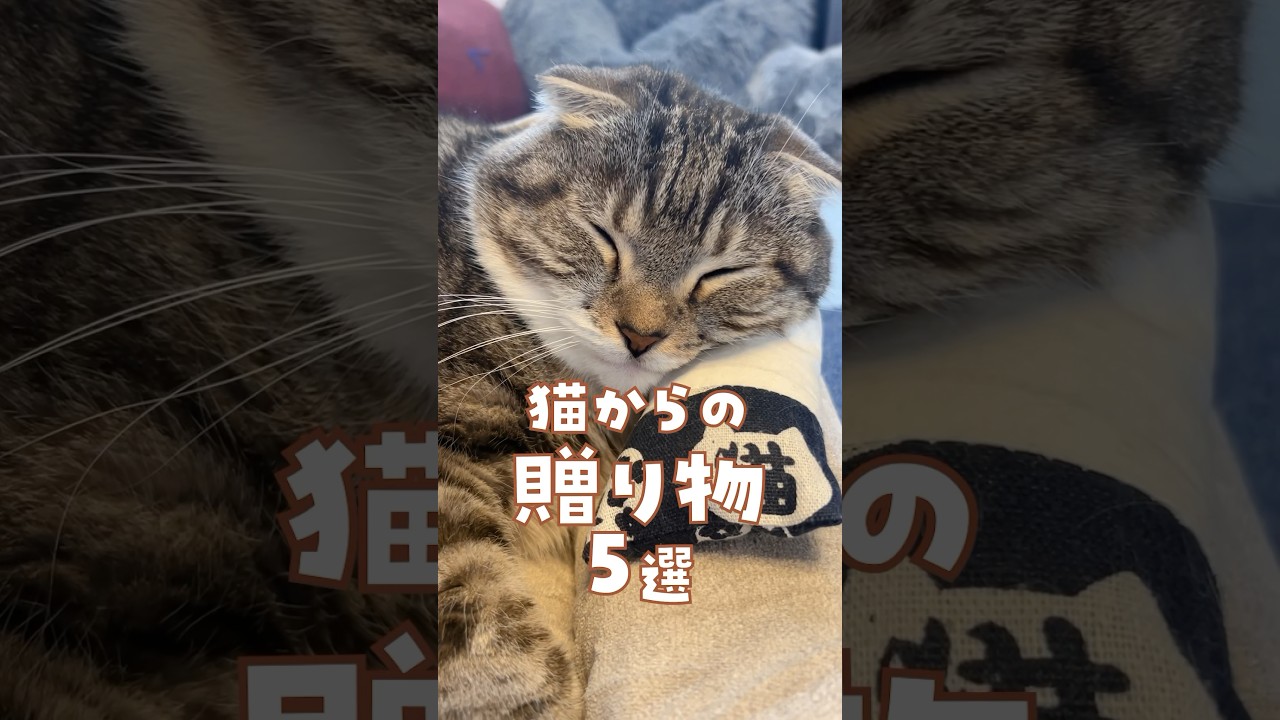 最後が･･･😿 猫からの贈り物5選🎁✨ #猫