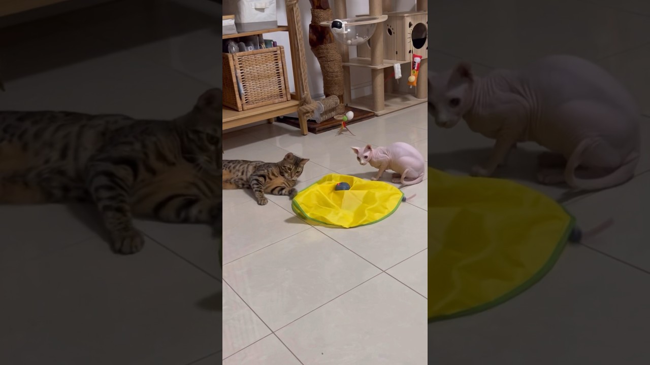 うちの猫たちに1番人気のおもちゃ【スフィンクス ベンガル猫】