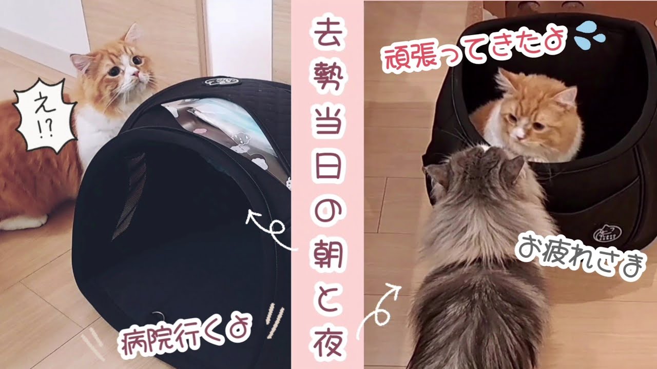 【マンチカン】子猫の去勢手術をしてきました