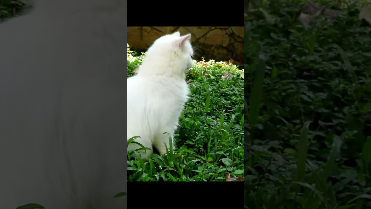 Persian cat eating grass.  #cat #cateats #kitten