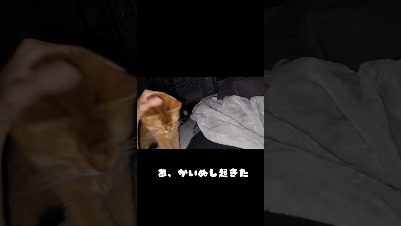 噛むなー！ #shorts  #ソマリ #キジトラ #保護猫 #しぴこめ #しぴこめしゃんねる #ねこ #ねこのいる生活 #ねこすたぐらむ #にゃんグラム #ソマリレッド #猫の暮らし